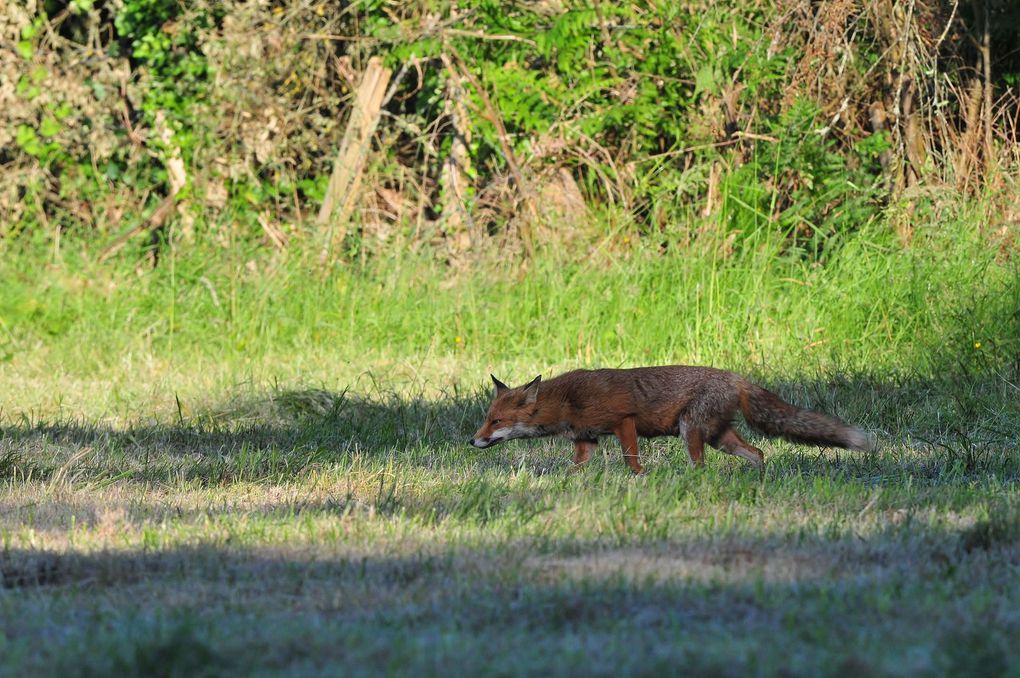 Renard roux (Vulpes vulpes).