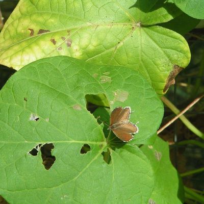 Les insectes de mon potager...
