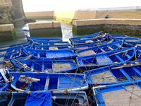 Les barques bleues sont indissociables d'Essaouira, un peu comme les tulipes le sont de la Hollande. Elles ne sont pas seulement une décoration, mais aussi l'outil des pêcheurs...bichonnées, choyées, aimées, admirées, adulées et surtout protégées, elles sont les petites stars du ports et se laissent admirer et photographier comme de véritables actrices de cinéma.
