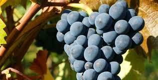 #Pinot Noir D Alsace Dept du Bas Rhin France 3