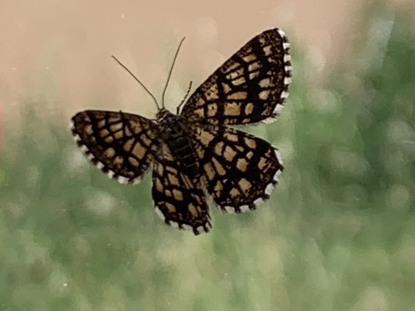 papillons sur charlotteblablablog