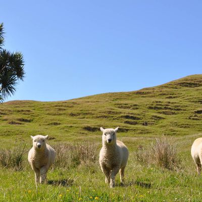 Huit moutons par tête de pipe