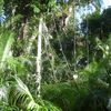 Daintree et Cape Tribulation National Park