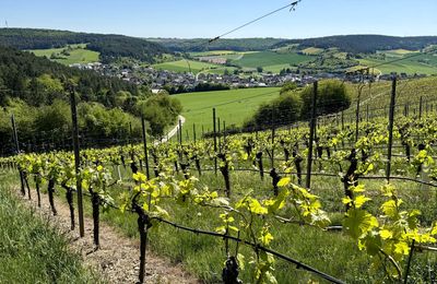 Eindrucksvolle Naturerlebnisse auf dem ZweiUferPanoramaweg bei der Frühjahrswanderung  am 10. Mai: Weitblick und Wein