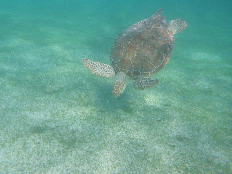 Album - MEXIQUE-CARAIBE