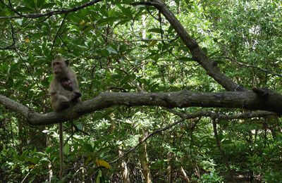 Stealing monkeys and seafood