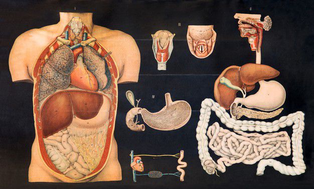 What should you know about Anatomical charts and models?