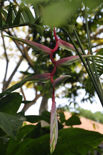 Album - 006-Botanic-Garden-Singapore