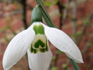 La perce-neige