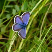 La lente extinction des papillons, en images