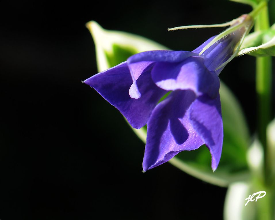 mes photos de fleurs