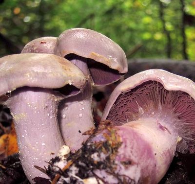 Champignons de Paris