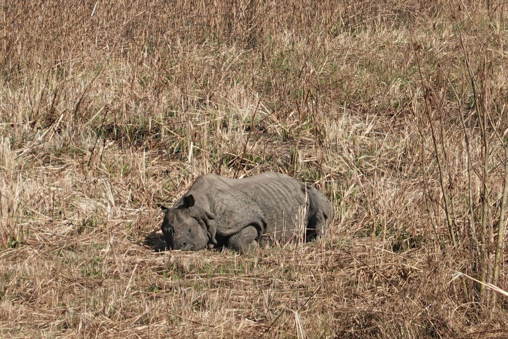 NEPAL - CHITWAN - SAURAHA