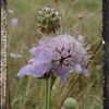 Fleur des champs - fin de saison