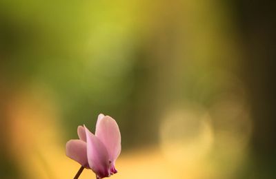 Cyclamen sauvage