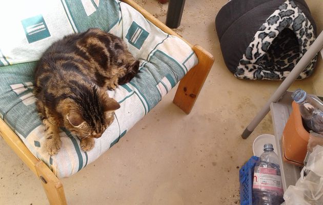 si c'est pas malheureux d'abandonner son vieux chat à son triste destin, mais que fait la pilice !!!!!