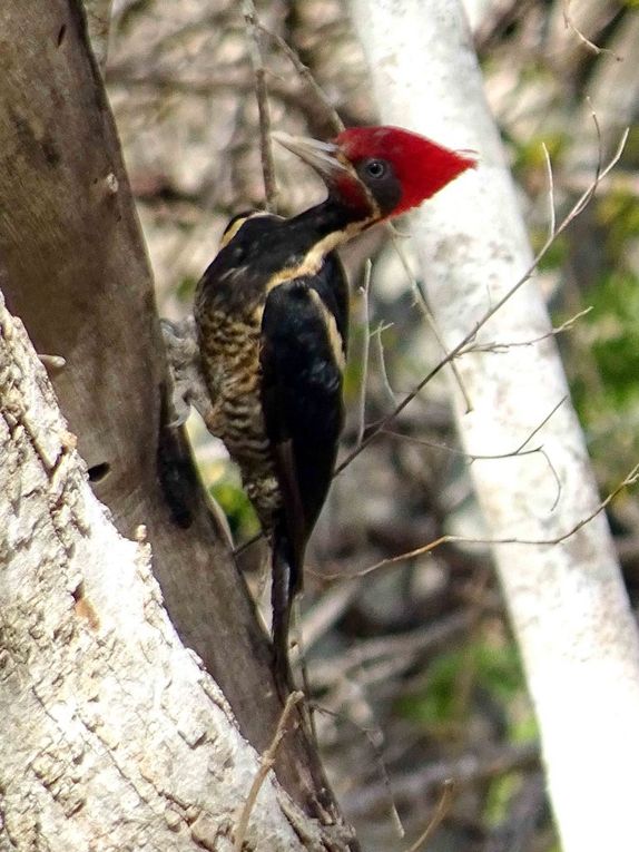 Oiseaux d'Amerique du Nord et Centrale 