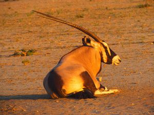 Oryx et gnous