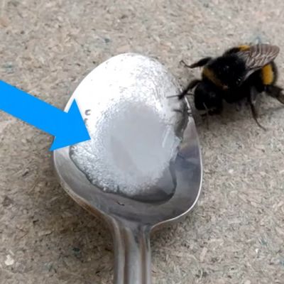  Vous avez trouvé une abeille qui ne peut plus voler ? Un expert vous dit ce que vous devez faire pour sauver sa vie