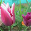 tulipes 1