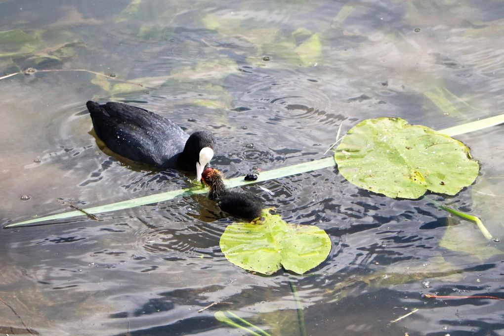 Au fil de l' eau.