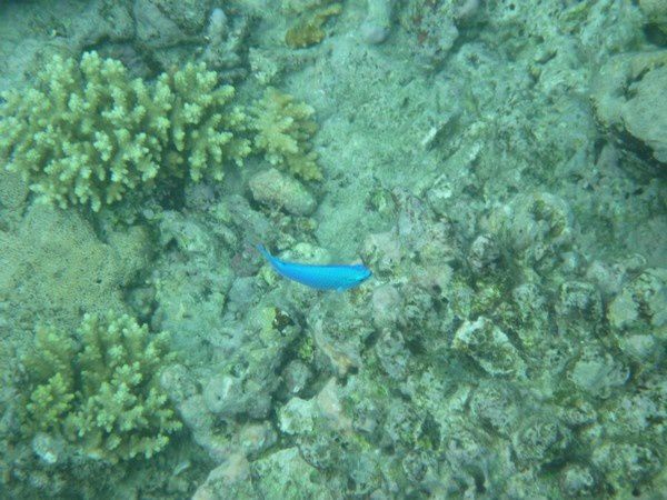 Album - Great Barrier Reef