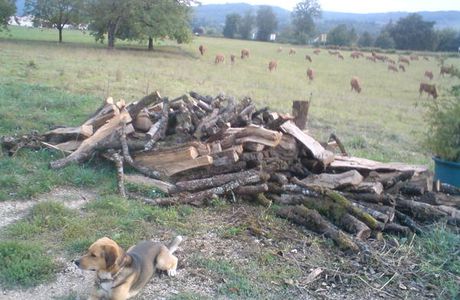 La saison du bois - Le retour