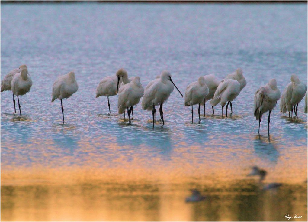 Située sur les rives du bassin d’Arcachon, près de l’embouchure de l’Eyre et parfaitement nichée au coeur du parc naturel régional des Landes de Gascogne, la réserve ornithologique du Teich occupe une position stratégique sur l’une des