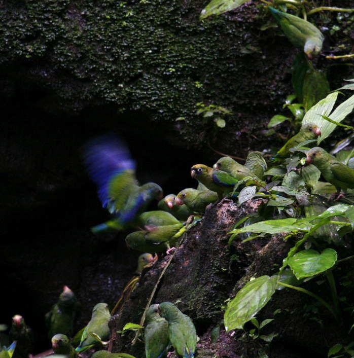 Album - Amazonie Napo Wildlife Center