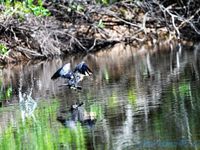 Pantanal Wilderness (Brésil en  camping-car)