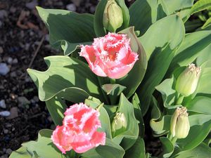 Festival de tulipes
