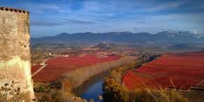 #Tempranillo Producers         Queensland Viney&amp;ards Australia