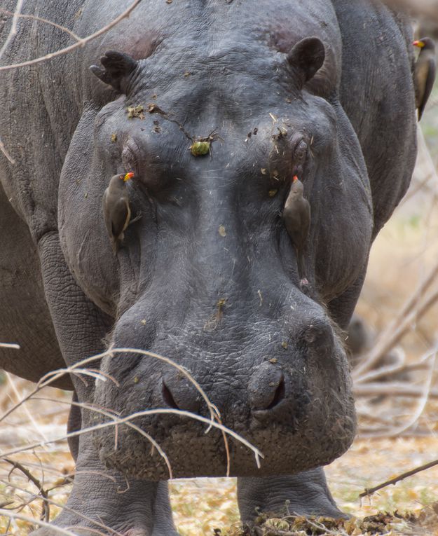 BOTSWANA 2015 - Galerie de portraits