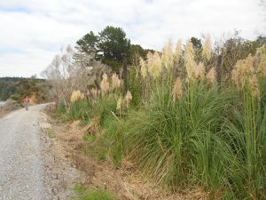 Le sentier entre OPUA et Kawakawa