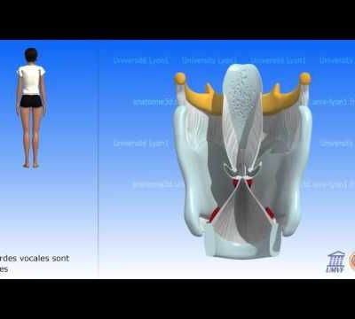 La Vibration des cordes vocales