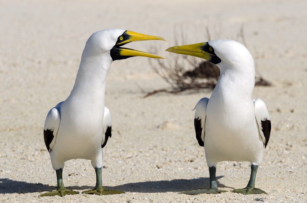 Mopelia, le royaume des oiseaux !