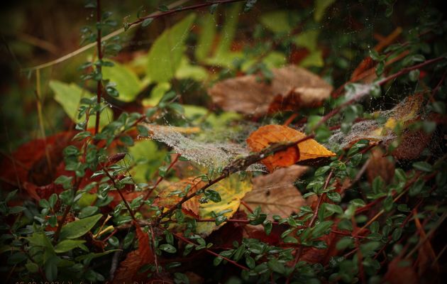 Incontournables... Les feuilles d'Automne