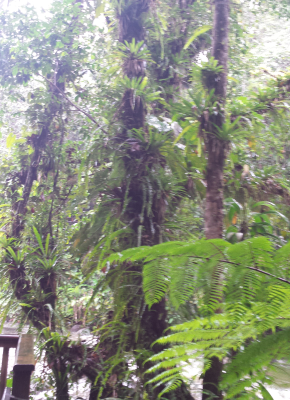 La traversée de Basse terre