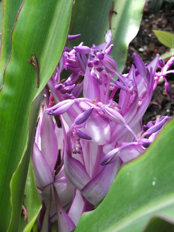 Botanischer Garten Berlin