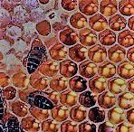 #Honey Wine Producers Hawaii Island  Vineyards USA