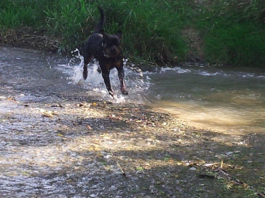 Quelques photos des sorties que nous avons faite. Chaque sortie est classée par date, avec les noms de chaque chien présents.