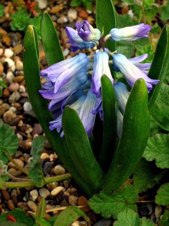 Fleurs et plantes diverses