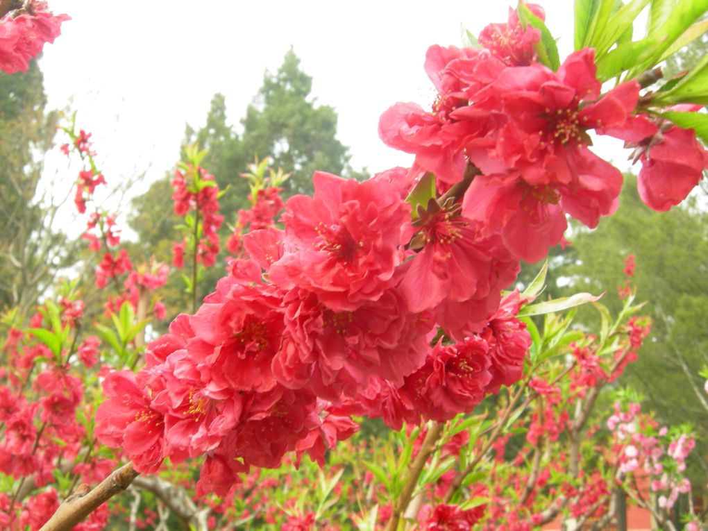 ... et aussi en ville : fleurs et arbres en fleurs de Pékin, de Tianjin, du Hebei, du Heilongjiang, du Shandong, de Mongolie intérieure, du Ningxia, du Gansu, du Qinghai et du Sichuan. Que cent fleurs s'épanouissent !