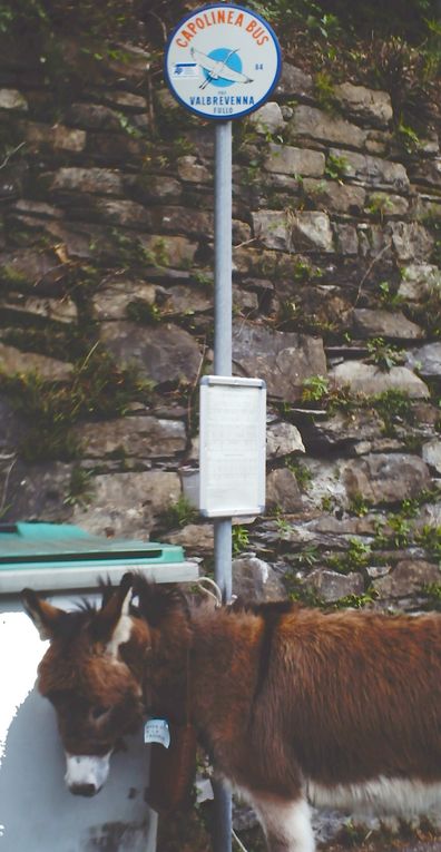  Benvenuti nel mondo della Cantadina tra Semi Galline e Api