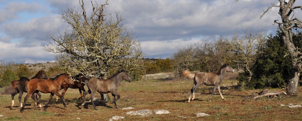 Les " poulinous" nés en 2010 du printemps à l'hiver...