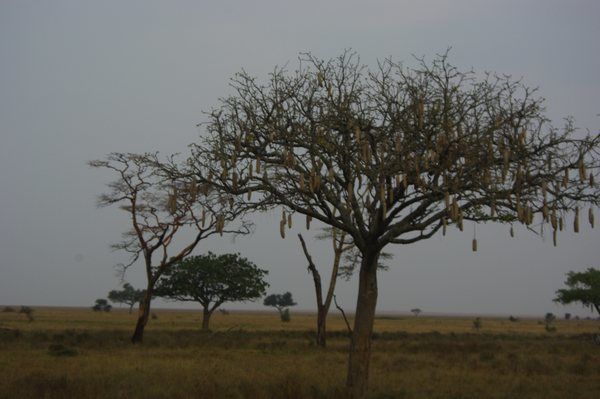 Quelques animaux rencontrés dans les parcs lors de notre voyage de noces.
K = Kenya
T = Tanzanie