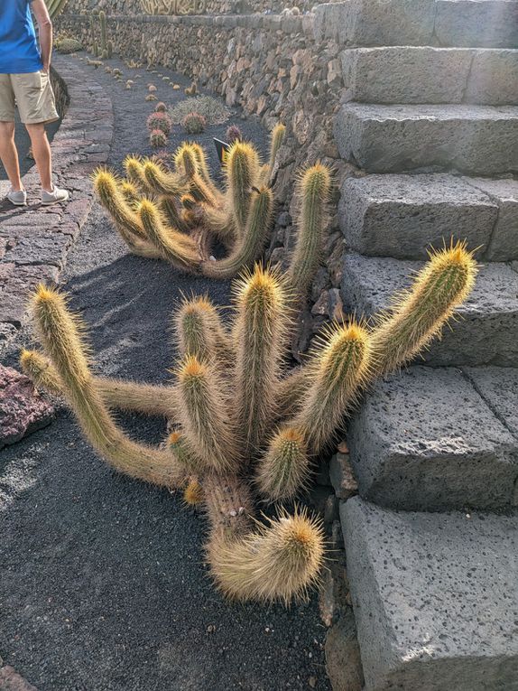 Le jardin de cactus 