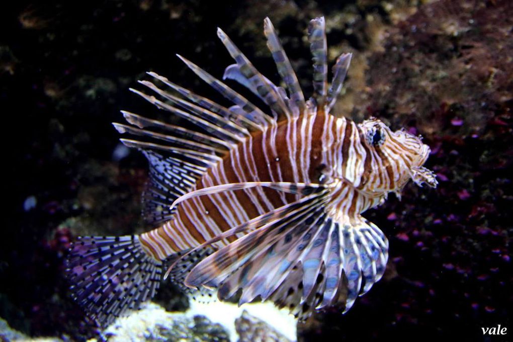 Pterois volitans