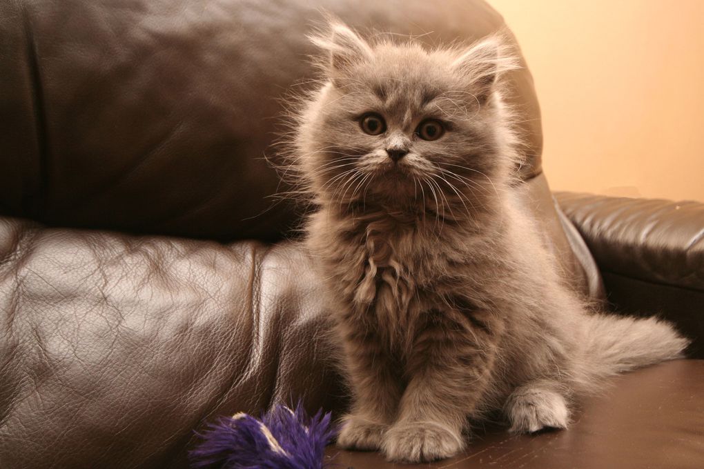 Photos de nos chatons de 2012.
Première portée : Falbala (Brtitish Shorthair)+ Dwayne (Highland Fold)