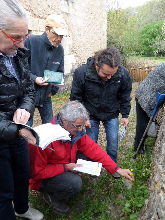 Les Nobiliens en pleine identification des plantes présentes sur un muret non loin de l'Abbaye.